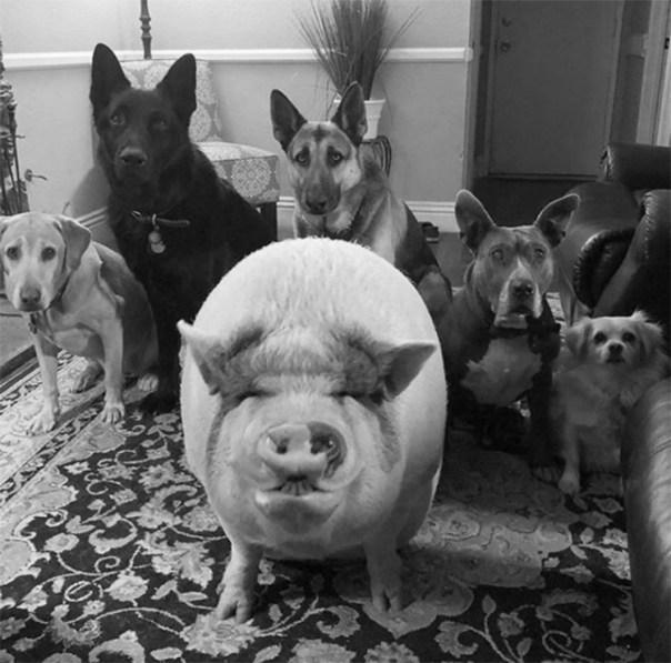 svma4-pig-grows-up-with-dogs-7-ConvertImage